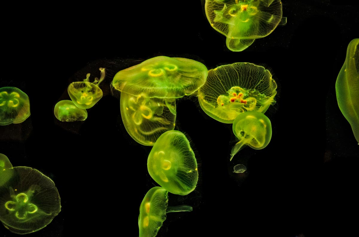 Amr Khalifeh's image of jellyfish 1
